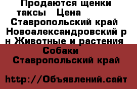 Продаются щенки таксы › Цена ­ 1 000 - Ставропольский край, Новоалександровский р-н Животные и растения » Собаки   . Ставропольский край